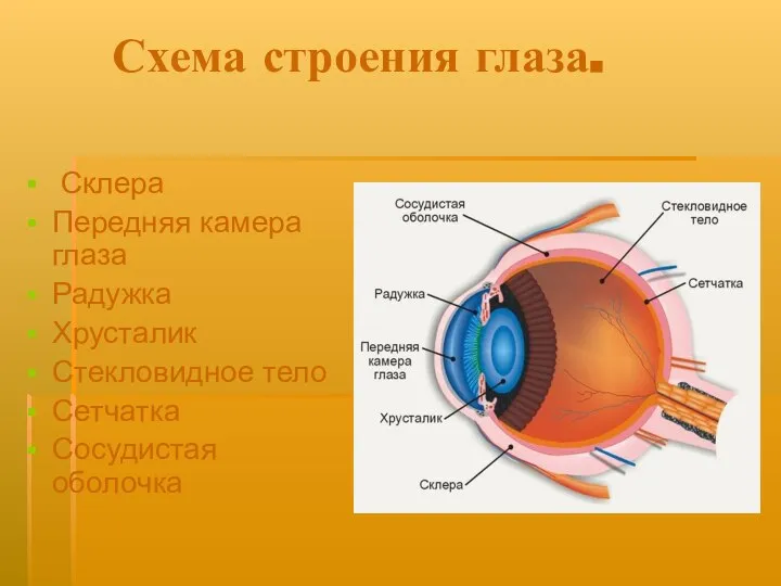 Схема строения глаза. Склера Передняя камера глаза Радужка Хрусталик Стекловидное тело Сетчатка Сосудистая оболочка