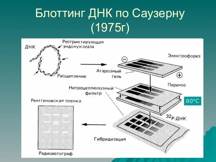 Блоттинг ДНК по Саузерну (1975г) 80оС