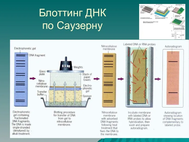 Блоттинг ДНК по Саузерну