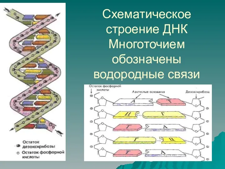 Схематическое строение ДНК Многоточием обозначены водородные связи