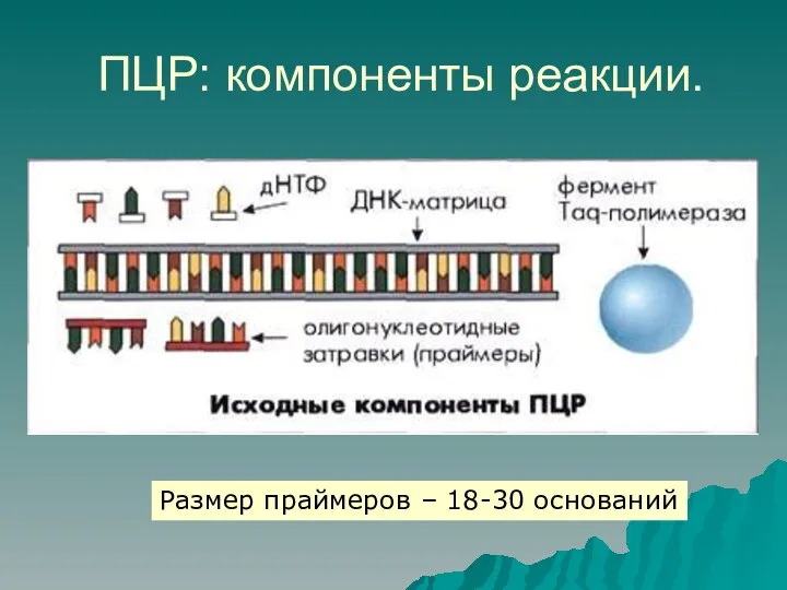 ПЦР: компоненты реакции. Размер праймеров – 18-30 оснований