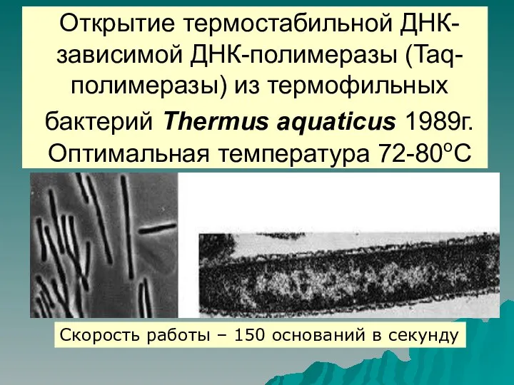 Открытие термостабильной ДНК-зависимой ДНК-полимеразы (Taq-полимеразы) из термофильных бактерий Thermus aquaticus 1989г.