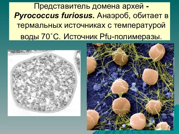 Представитель домена архей - Pyrococcus furiosus. Анаэроб, обитает в термальных источниках