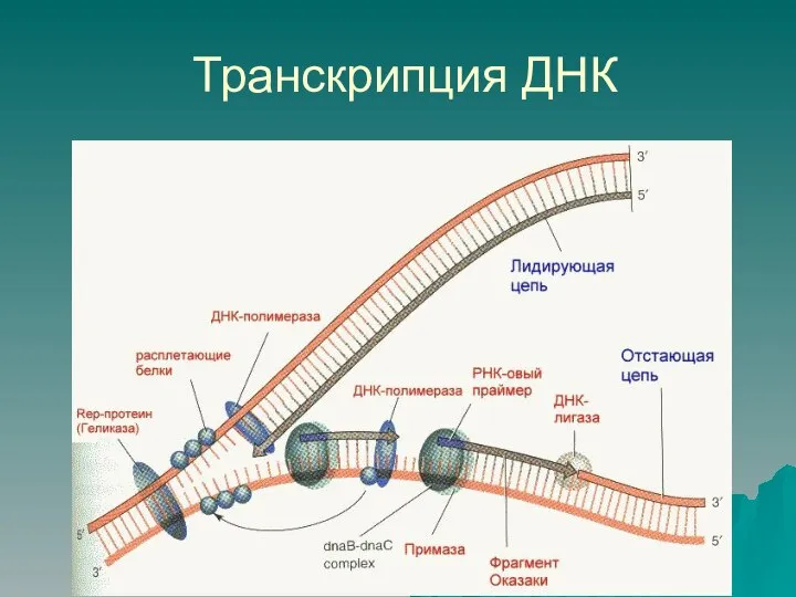 Транскрипция ДНК