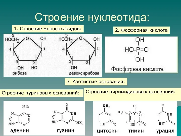 1. Строение моносахаридов: Строение пуриновых оснований: Строение пиримидиновых оснований: Строение нуклеотида: