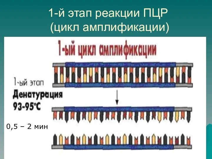 1-й этап реакции ПЦР (цикл амплификации) 0,5 – 2 мин