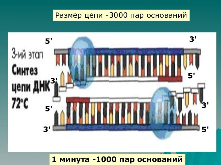 3' 3' 3' 3' 5' 5' 5' 5' Размер цепи -3000