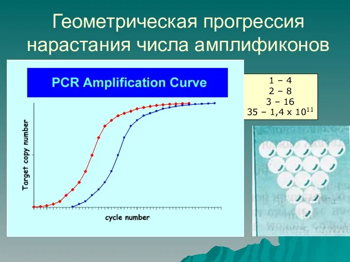 Геометрическая прогрессия нарастания числа амплификонов 1 – 4 2 – 8