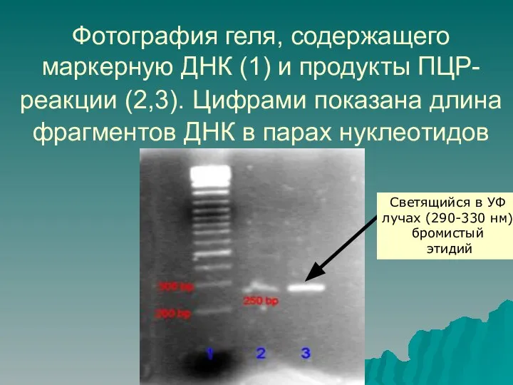 Фотография геля, содержащего маркерную ДНК (1) и продукты ПЦР-реакции (2,3). Цифрами