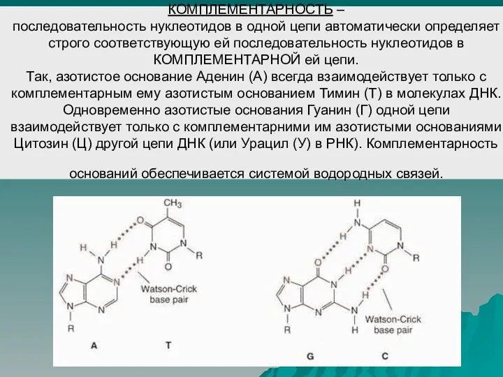 КОМПЛЕМЕНТАРНОСТЬ – последовательность нуклеотидов в одной цепи автоматически определяет строго соответствующую