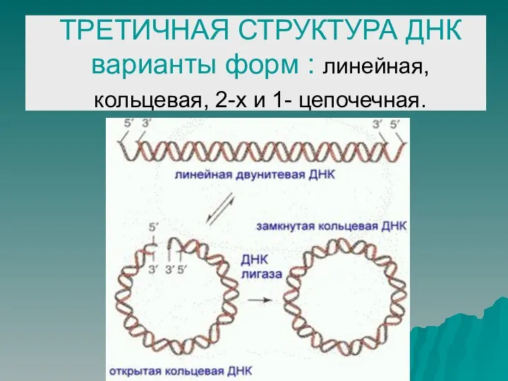 ТРЕТИЧНАЯ СТРУКТУРА ДНК варианты форм : линейная, кольцевая, 2-х и 1- цепочечная.