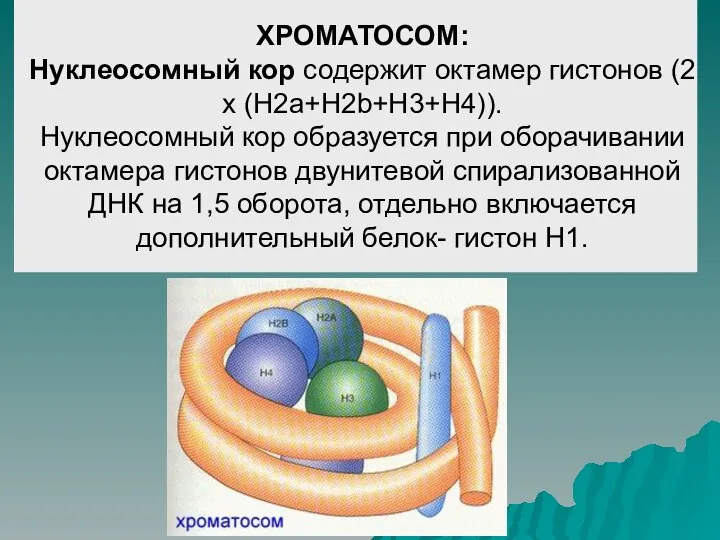 ХРОМАТОСОМ: Нуклеосомный кор содержит октамер гистонов (2 х (Н2а+Н2b+H3+H4)). Нуклеосомный кор