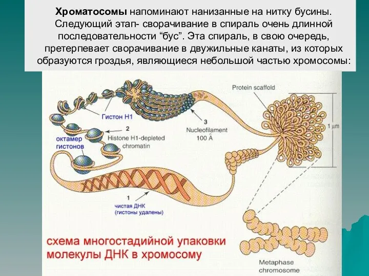 Хроматосомы напоминают нанизанные на нитку бусины. Следующий этап- сворачивание в спираль