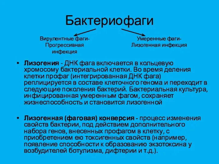 Бактериофаги Лизогения - ДНК фага включается в кольцевую хромосому бактериальной клетки.