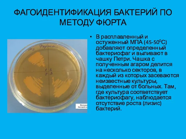 ФАГОИДЕНТИФИКАЦИЯ БАКТЕРИЙ ПО МЕТОДУ ФЮРТА В расплавленный и остуженный МПА (45-500С)