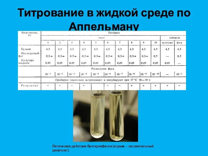 Титрование в жидкой среде по Аппельману Литическое действие бактериофагов (справа – положительный результат)