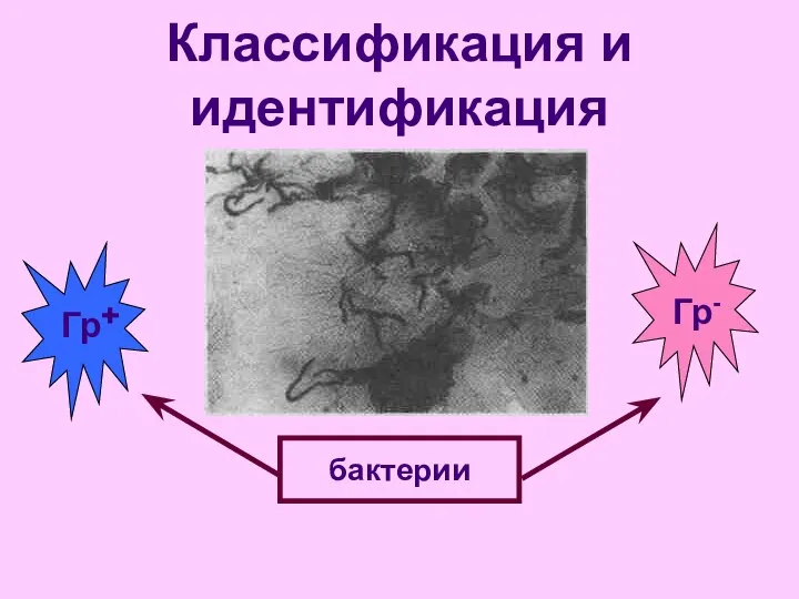 Классификация и идентификация Гр- Гр+ бактерии