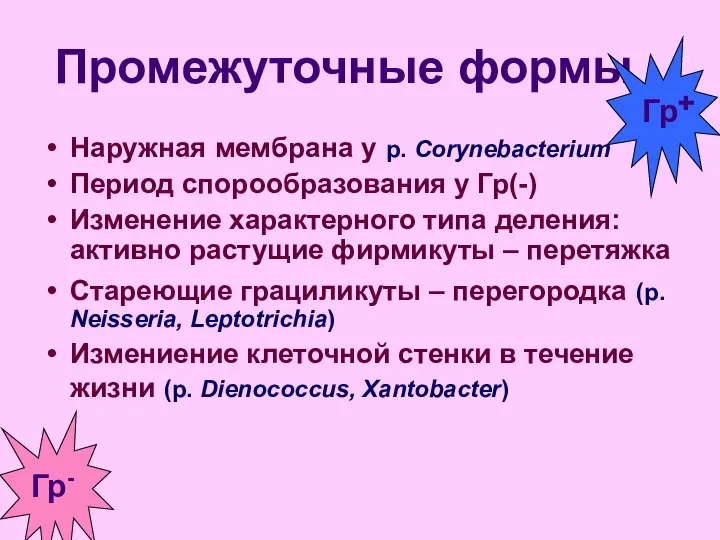 Промежуточные формы Наружная мембрана у р. Cоrynebacterium Период спорообразования у Гр(-)