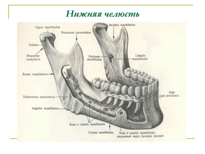 Нижняя челюсть