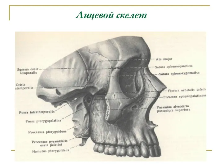 Лицевой скелет