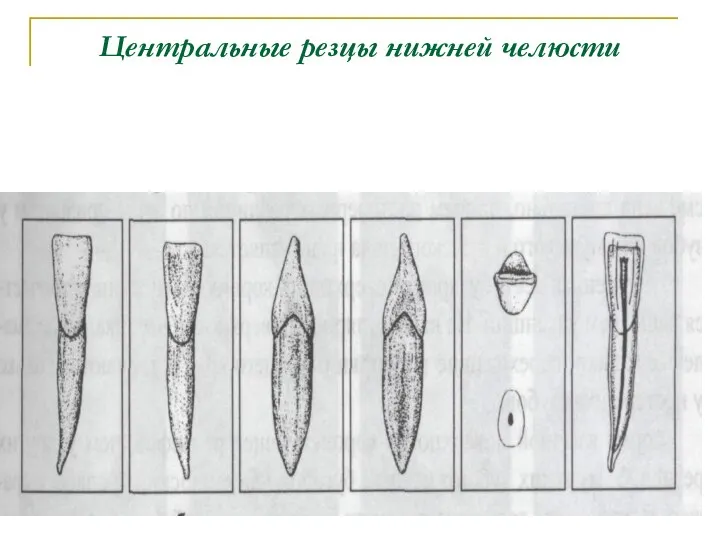 Центральные резцы нижней челюсти