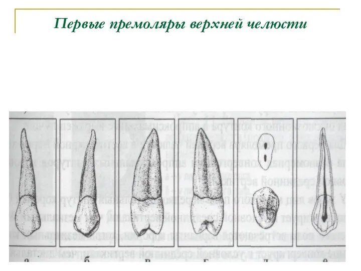 Первые премоляры верхней челюсти