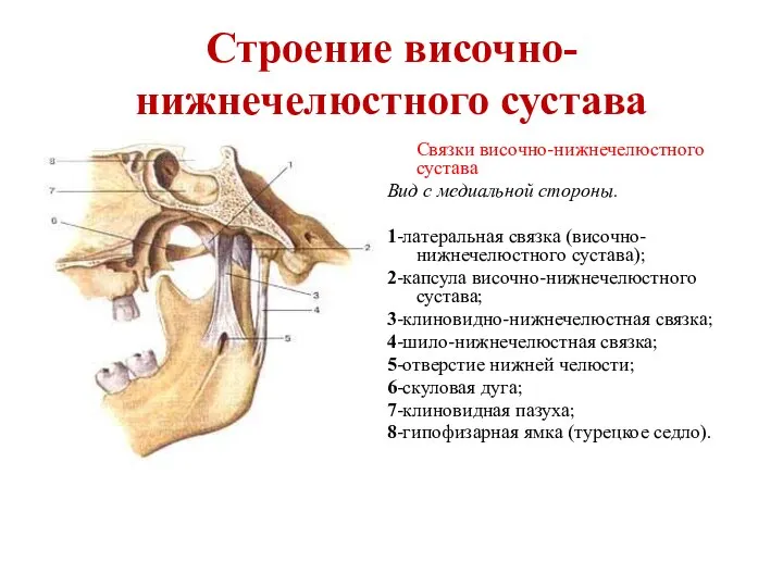 Строение височно-нижнечелюстного сустава Связки височно-нижнечелюстного сустава Вид с медиальной стороны. 1-латеральная