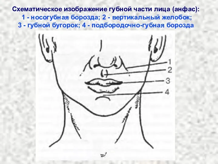 Схематическое изображение губной части лица (анфас): 1 - носогубная борозда; 2