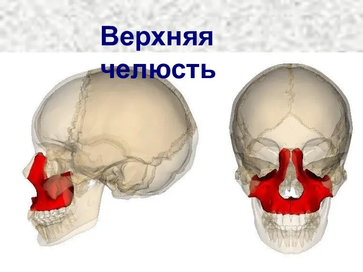 Верхняя челюсть