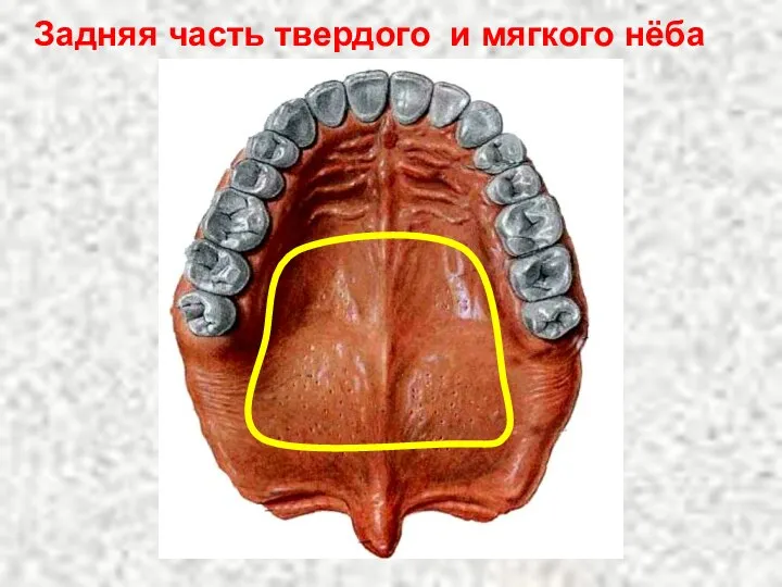 Задняя часть твердого и мягкого нёба