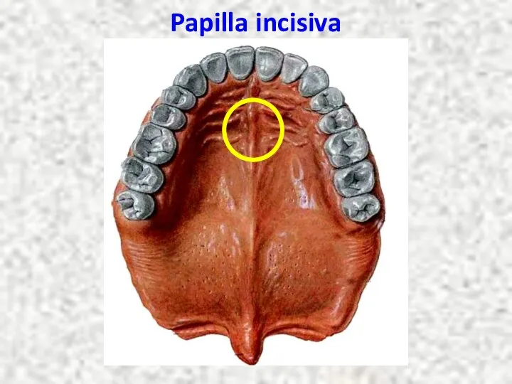 Papilla incisiva