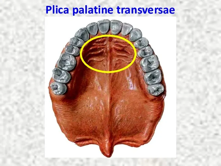 Plica palatine transversae