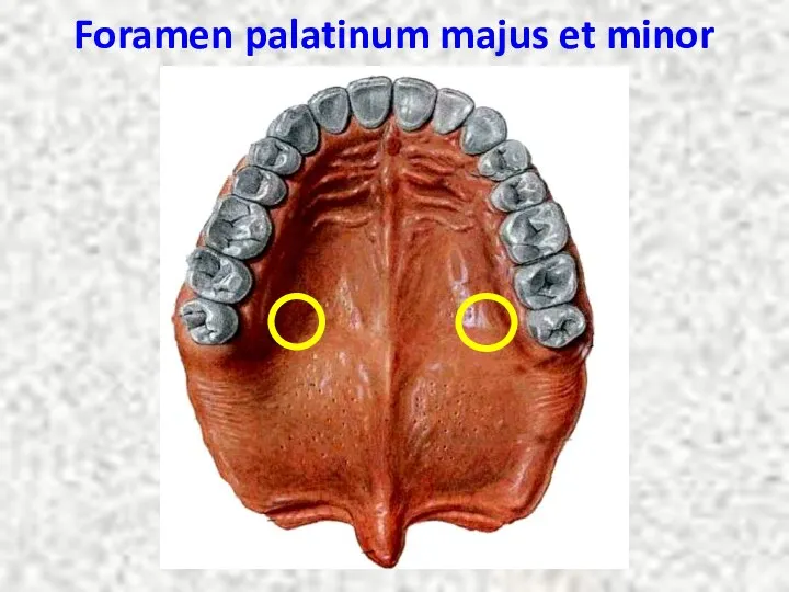 Foramen palatinum majus et minor