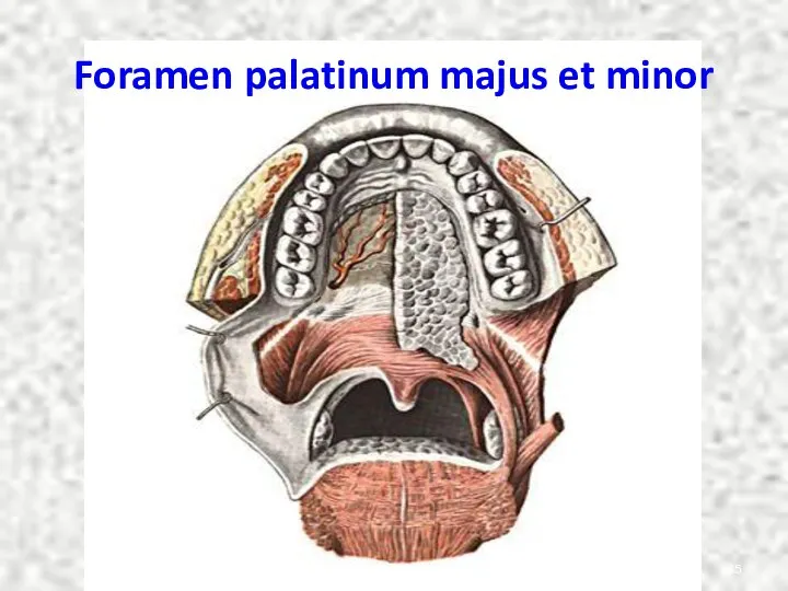 Foramen palatinum majus et minor