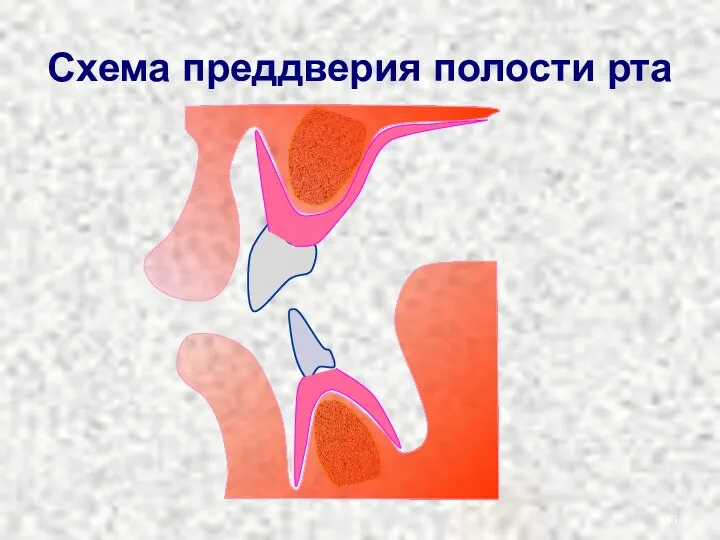 Схема преддверия полости рта