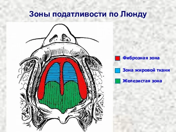 Зоны податливости по Люнду Фиброзная зона Зона жировой ткани Железистая зона