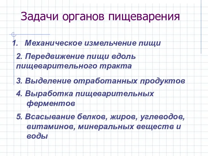 Задачи органов пищеварения 2. Передвижение пищи вдоль пищеварительного тракта Механическое измельчение