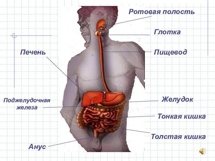 Ротовая полость Глотка Пищевод Желудок Тонкая кишка Толстая кишка Анус Печень Поджелудочная железа