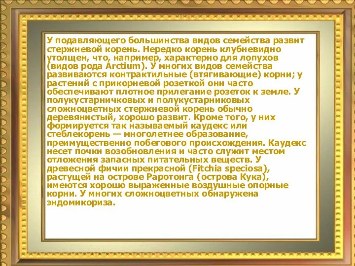 У подавляющего большинства видов семейства развит стержневой корень. Нередко корень клубневидно