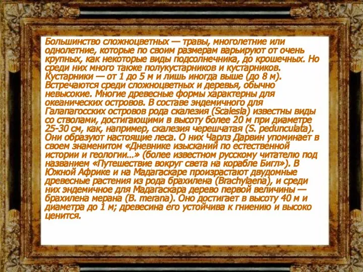 Большинство сложноцветных — травы, многолетние или однолетние, которые по своим размерам