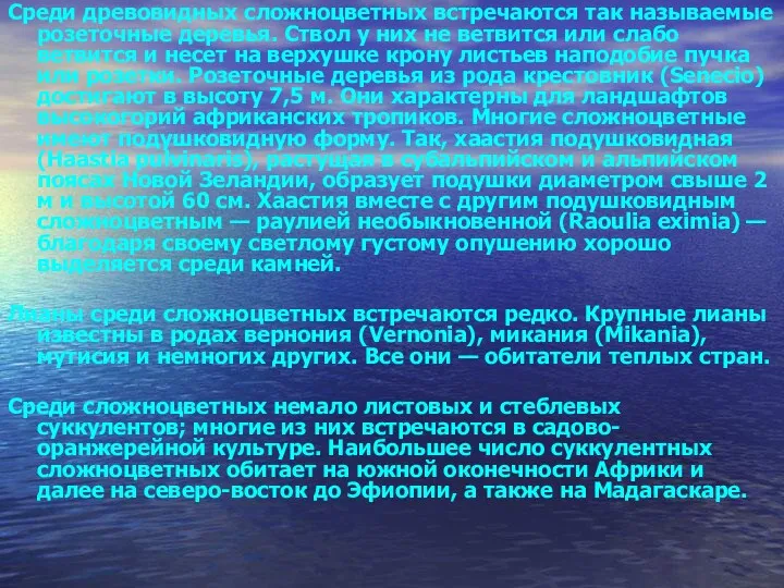 Среди древовидных сложноцветных встречаются так называемые розеточные деревья. Ствол у них