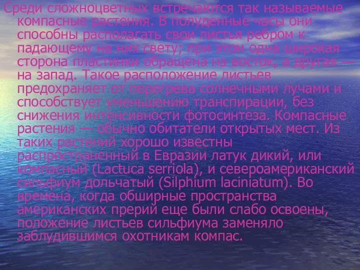 Среди сложноцветных встречаются так называемые компасные растения. В полуденные часы они