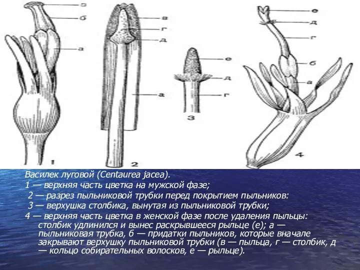 Василек луговой (Centaurea jacea). 1 — верхняя часть цветка на мужской