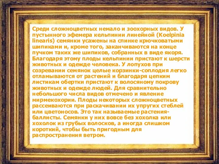 Среди сложноцветных немало и зоохорных видов. У пустынного эфемера кельпинии линейной