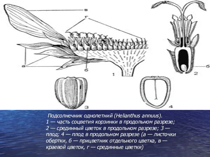 Подсолнечник однолетний (Helianthus annuus). 1 — часть соцветия корзинки в продольном