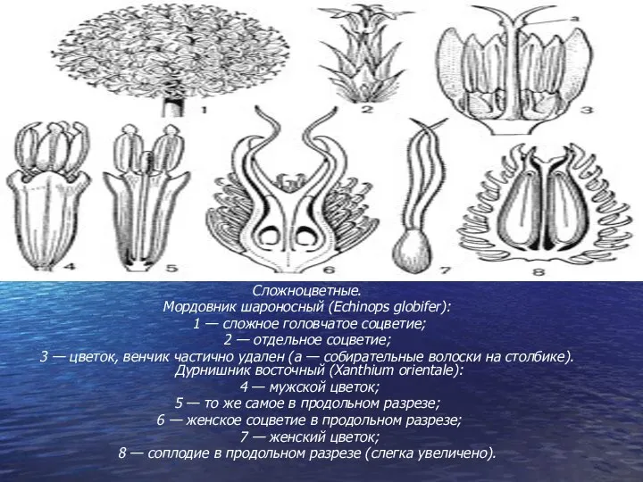 Сложноцветные. Мордовник шароносный (Echinops globifer): 1 — сложное головчатое соцветие; 2