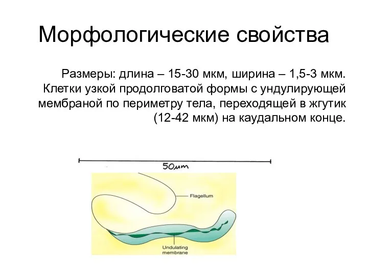 Морфологические свойства Размеры: длина – 15-30 мкм, ширина – 1,5-3 мкм.