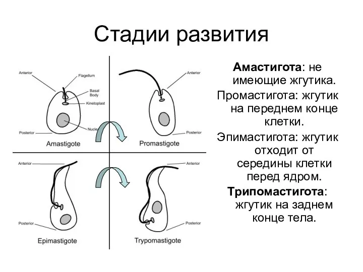 Стадии развития Амастигота: не имеющие жгутика. Промастигота: жгутик на переднем конце