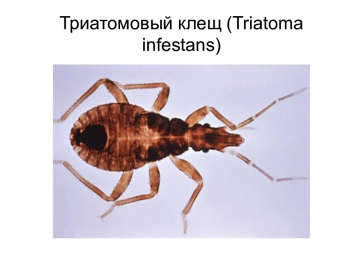 Триатомовый клещ (Triatoma infestans)