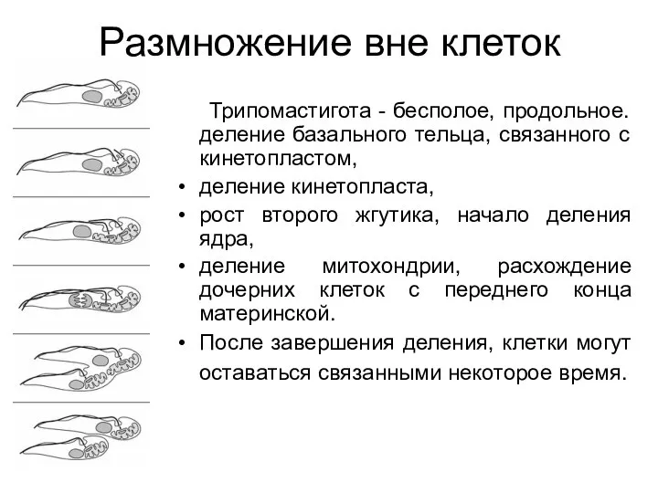 Размножение вне клеток Трипомастигота - бесполое, продольное. деление базального тельца, связанного